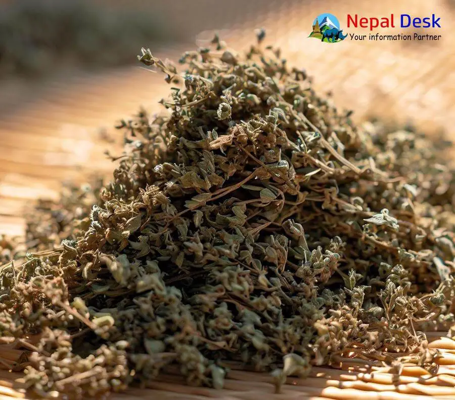 Himalayan Thyme (Jimbu) The Secret Himalayan Spice Nepal Desk